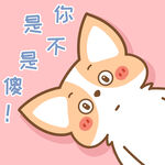 柯基小飞           