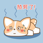 柯基小飞           