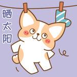 柯基小飞           