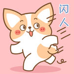 柯基小飞           