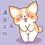 柯基小飞           