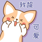 柯基小飞           