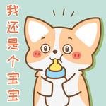 柯基小飞           