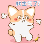 柯基小飞           