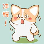 柯基小飞           