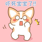 柯基小飞           