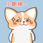 柯基小飞           
