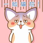 柯基小飞           