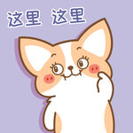 柯基小飞           