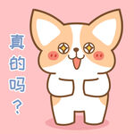 柯基小飞           