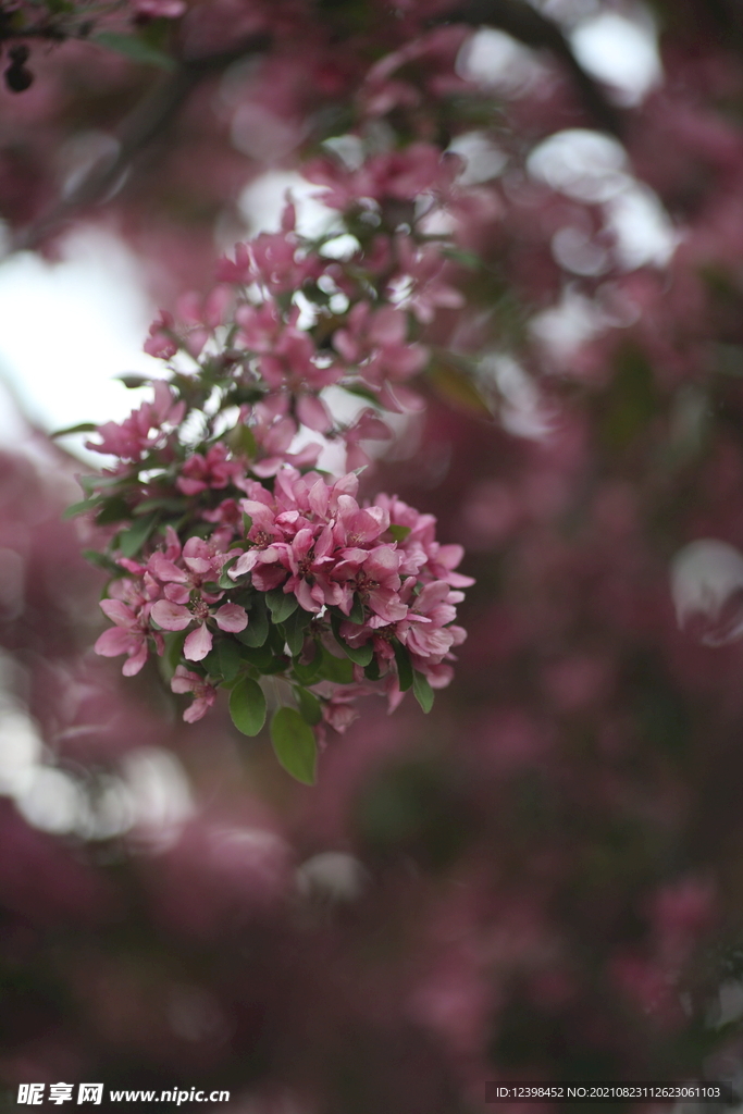 紫荆花