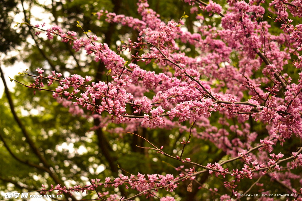 紫荆花