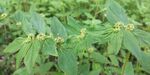 野外飞扬草绿色摄影