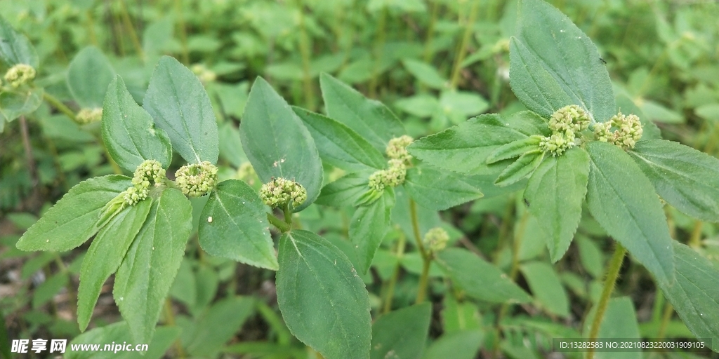 野外飞扬草绿色摄影