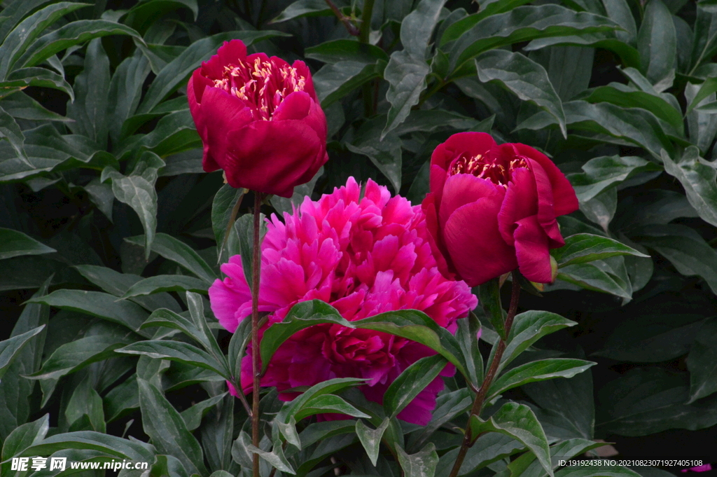 芍药花 