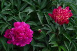 芍药花