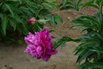 芍药花