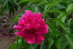 芍药花 