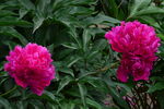 芍药花 
