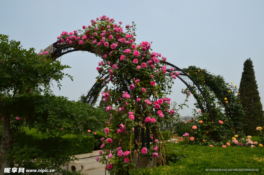月季花 