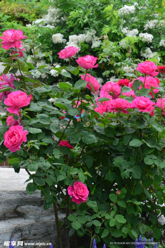 月季花