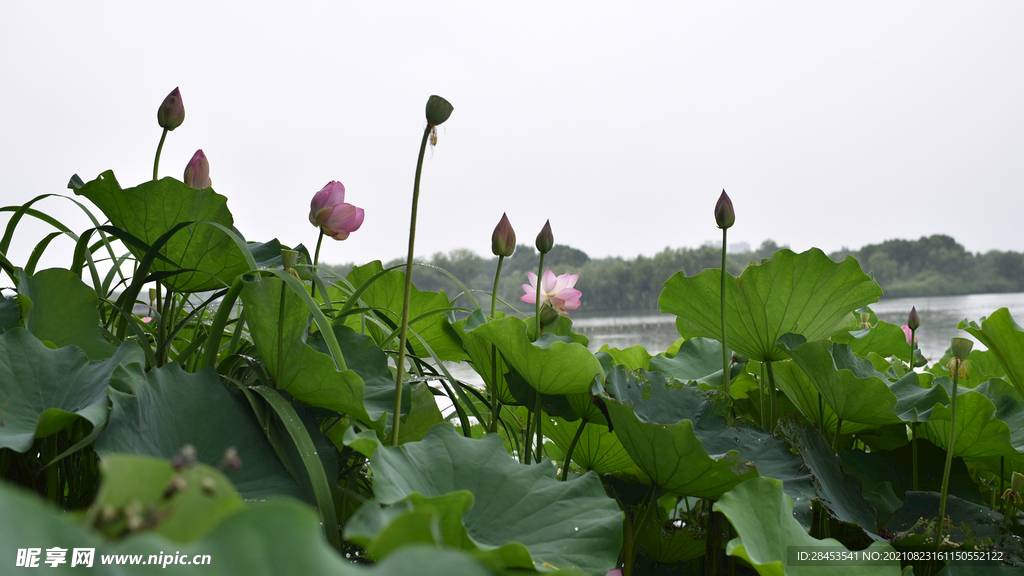 风景