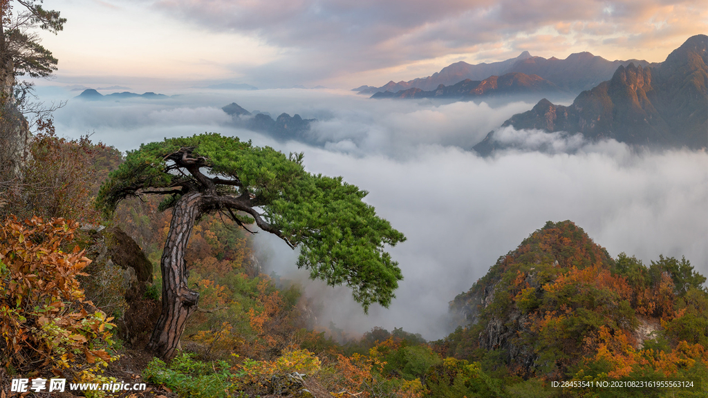 风景