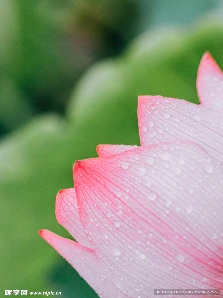 莲花植物图片  