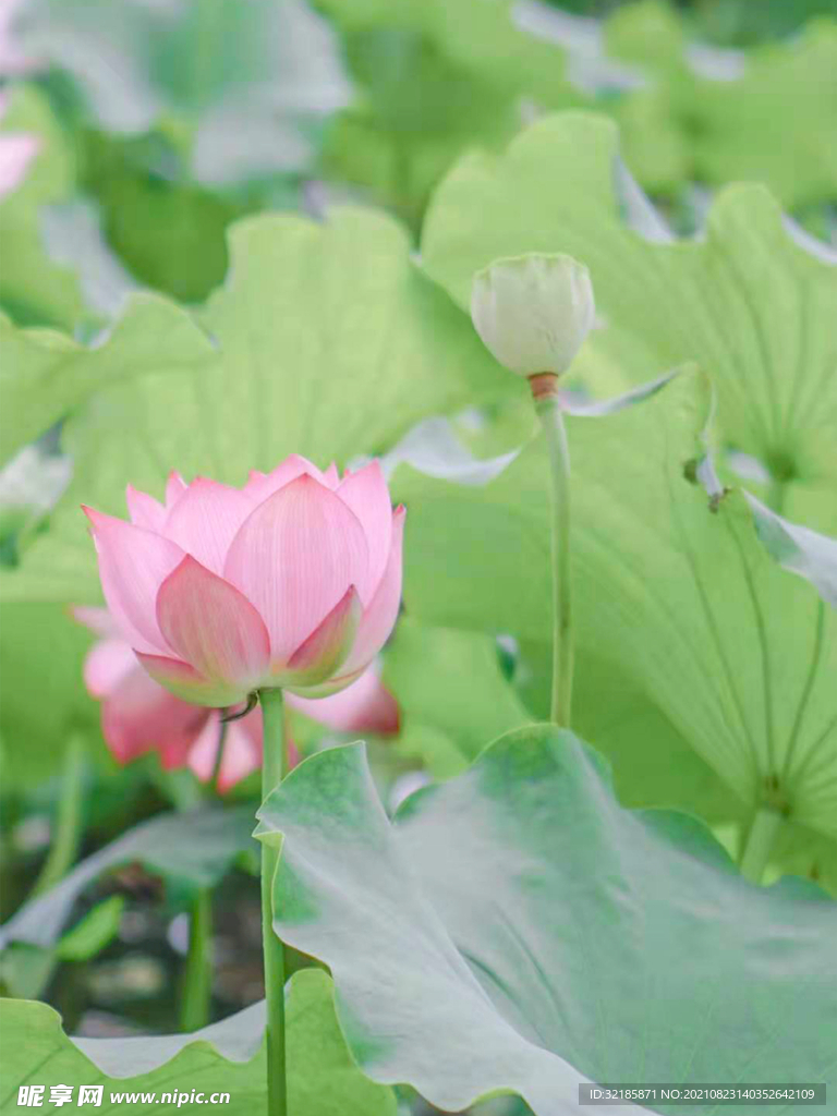 莲花植物图片  