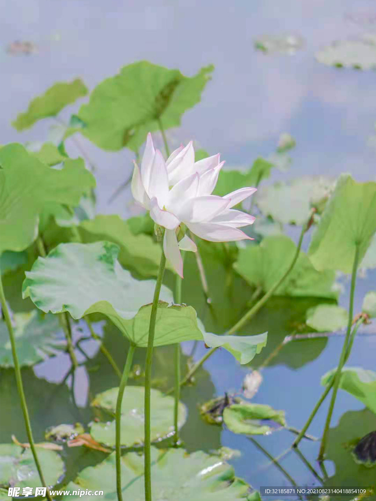 莲花植物图片