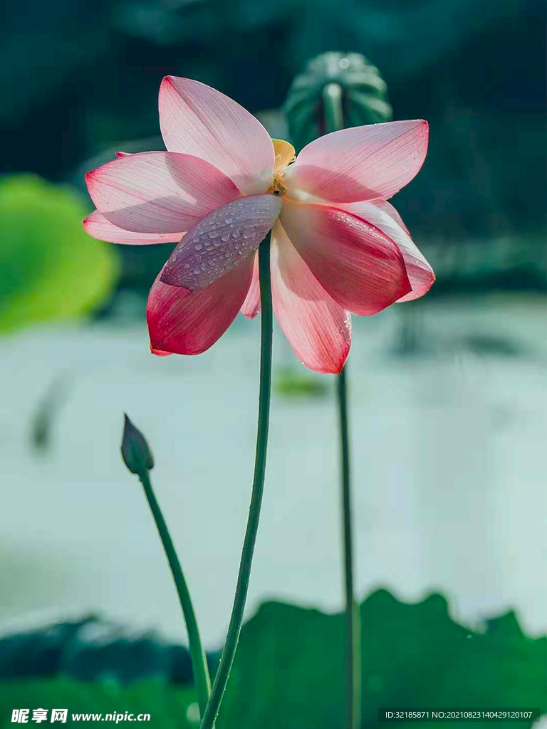 莲花植物图片  