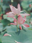 莲花植物图片