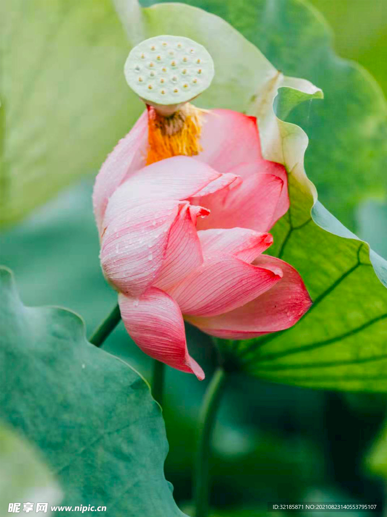 莲花植物图片 