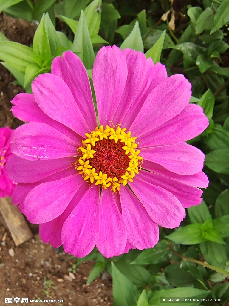 花草