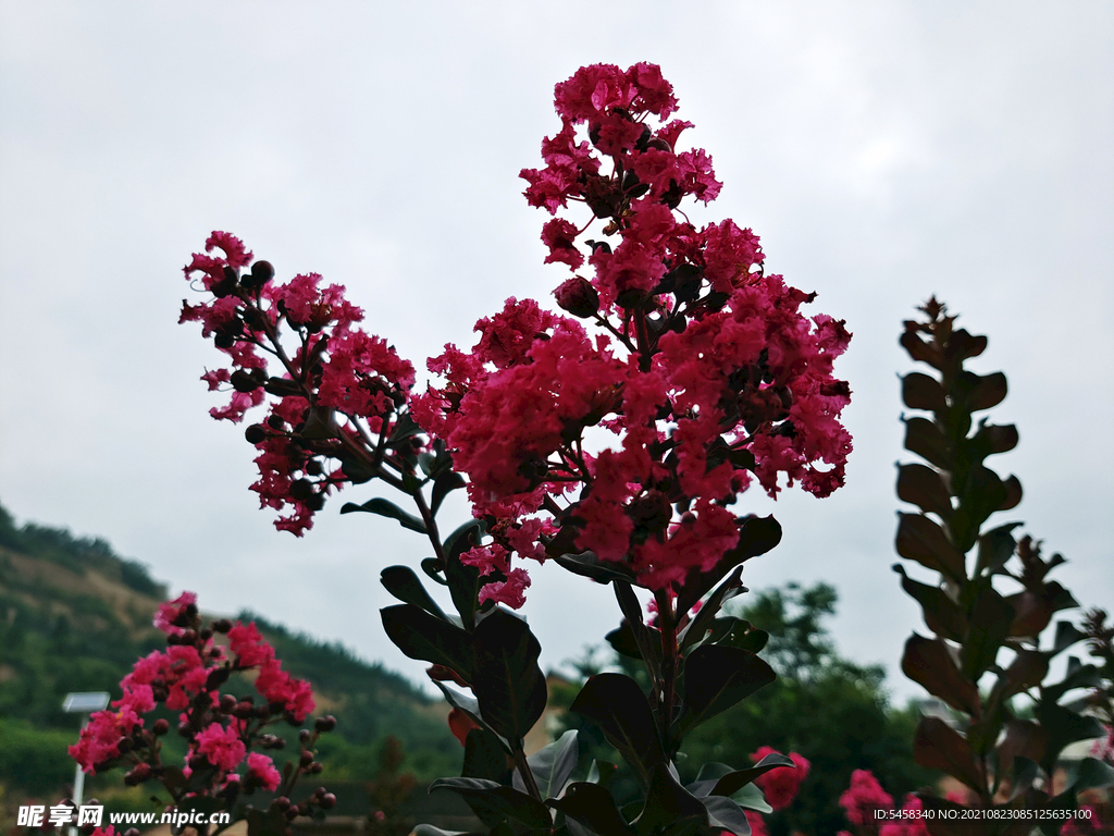 花草
