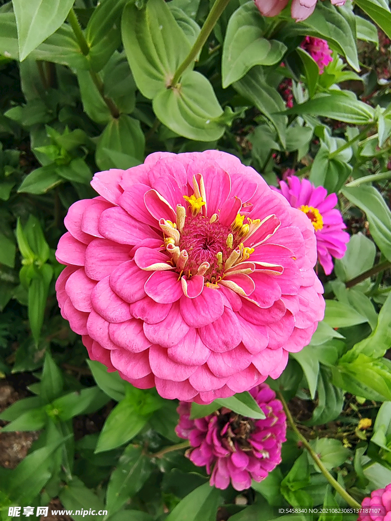 花草