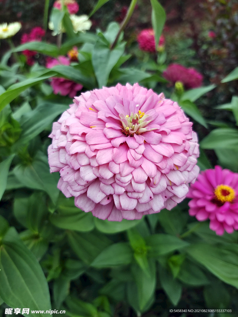 花草