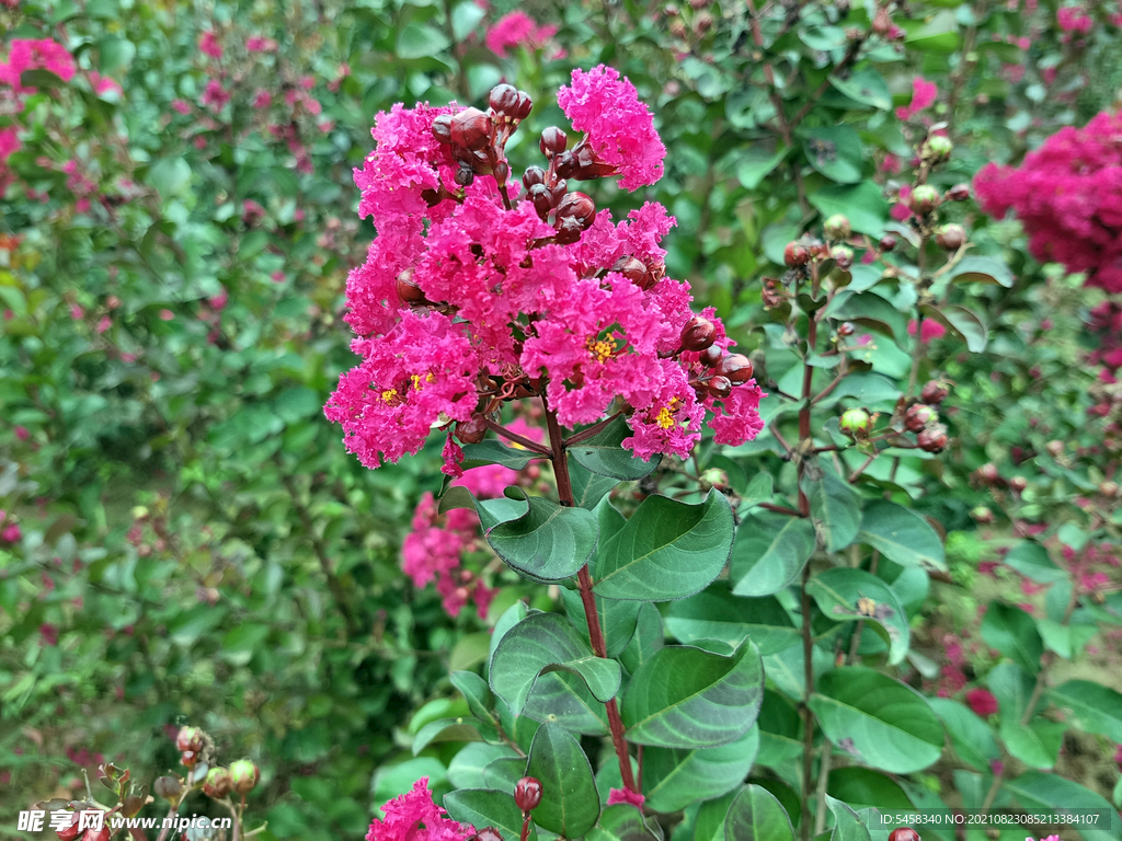花草