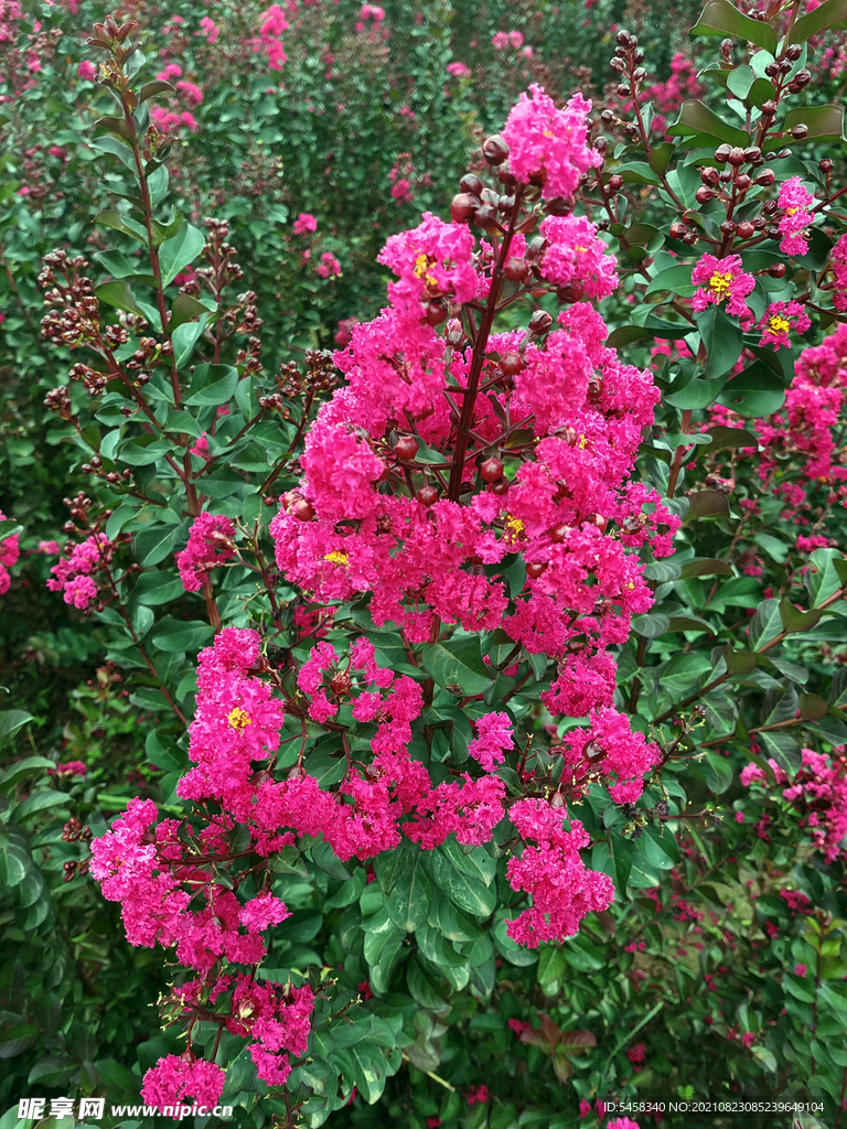 花草