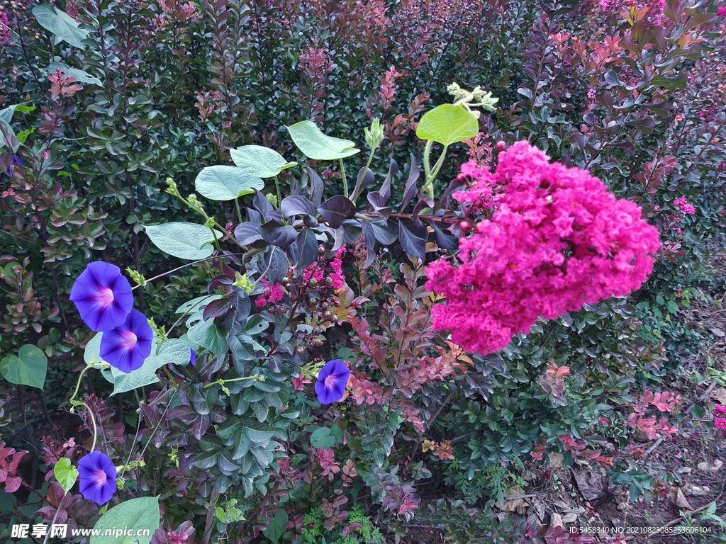 牵牛花