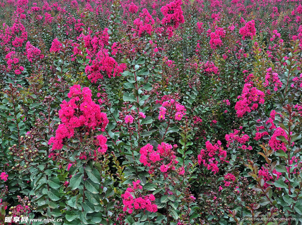 花草