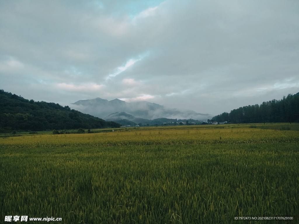 田野