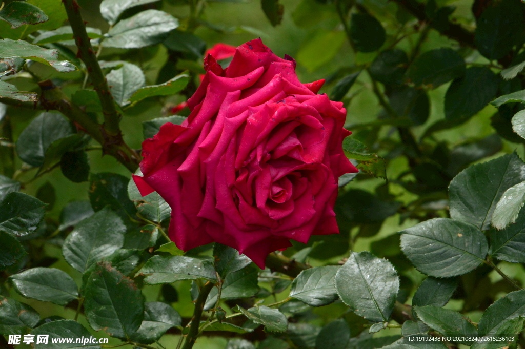 月季花