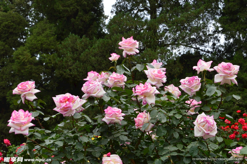 月季花