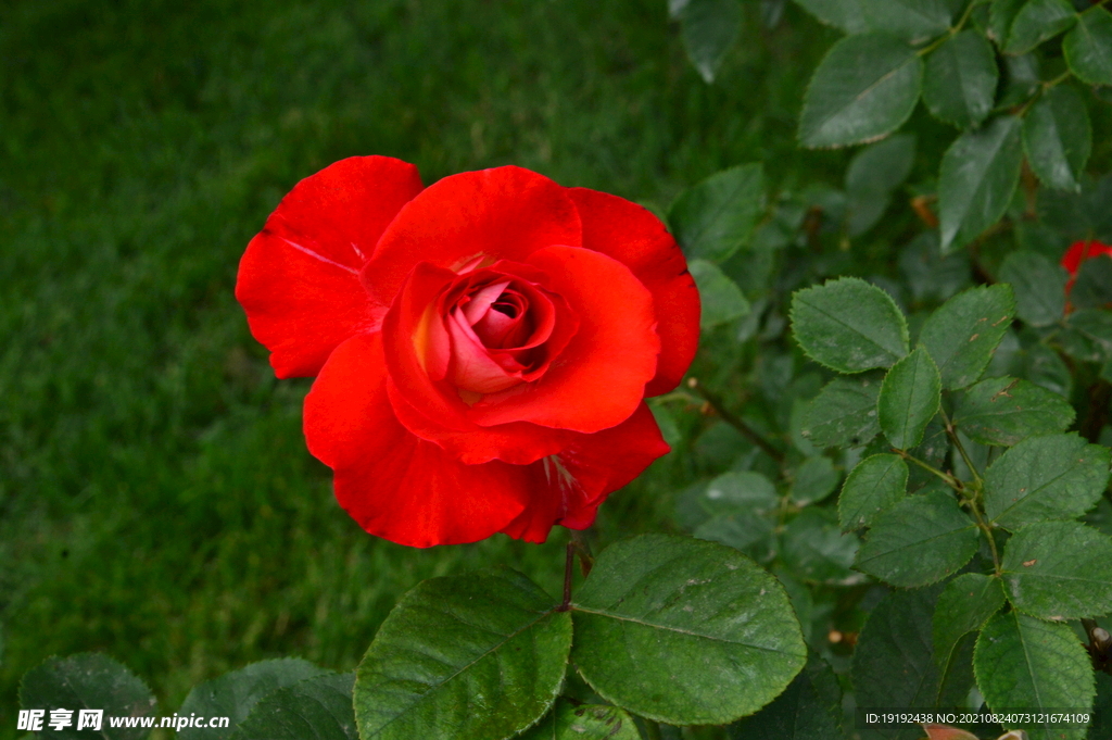 月季花