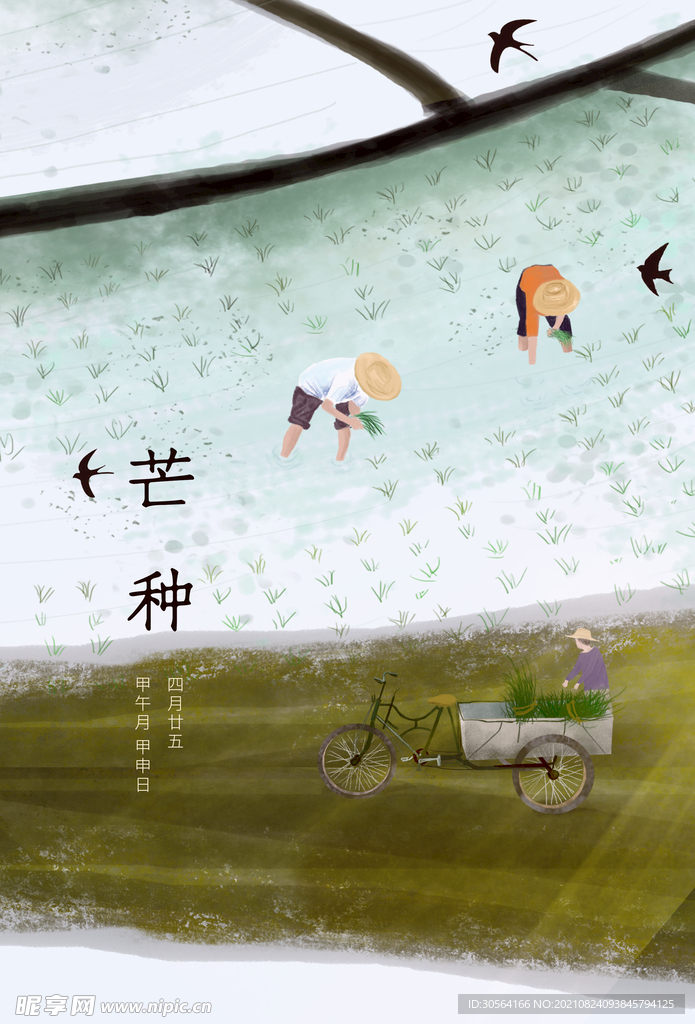 芒种