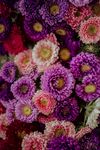 背景花