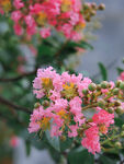 紫薇花 图片 