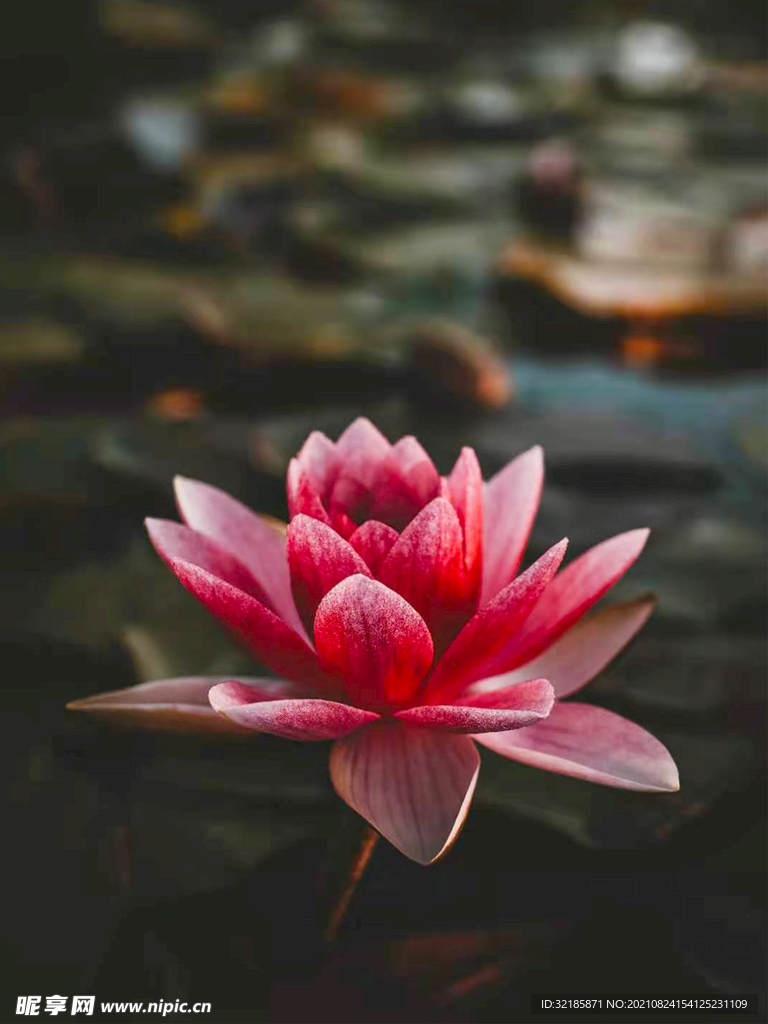 荷花植物图片