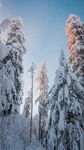 冬天 雪地 雪松